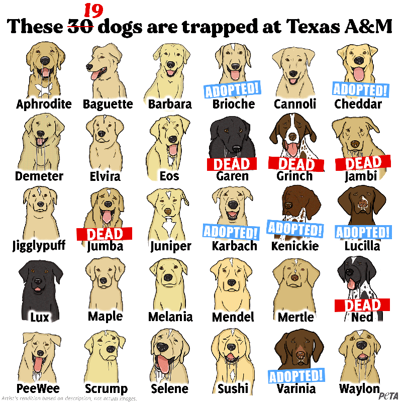 dogs at TAMU