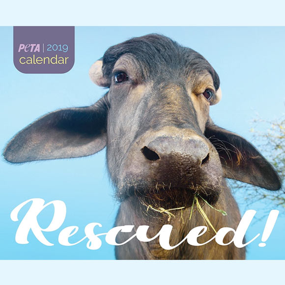 2019 Rescued Calendar
