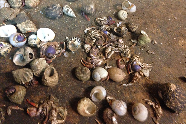 hermit crabs