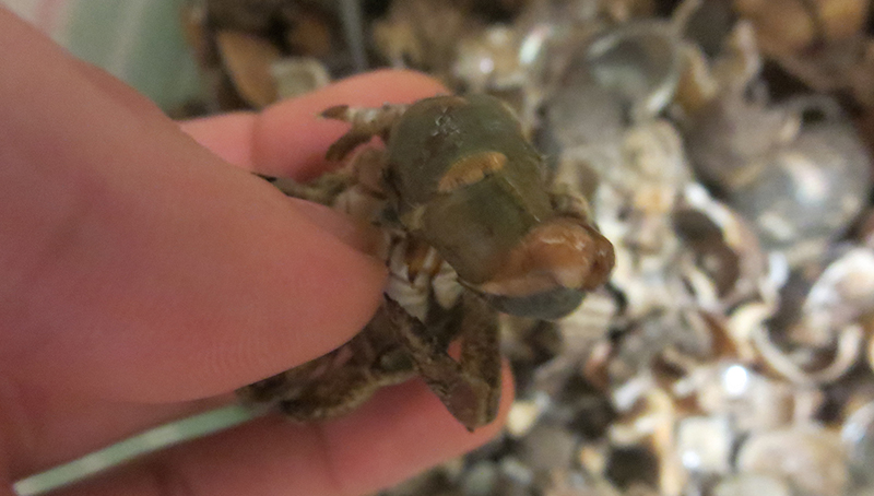 injured hermit crab