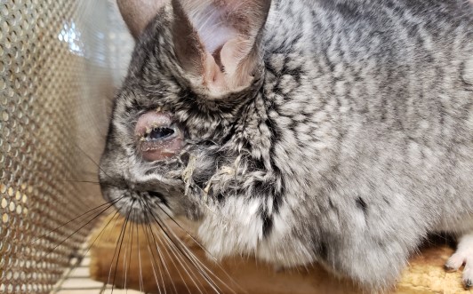 Image of chinchilla with eye injury.