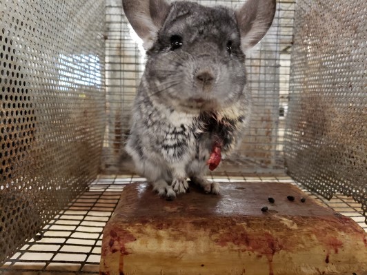 Image of injured chinchilla.