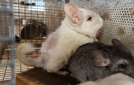 Image of chinchillas in cage at filthy breeding mill.