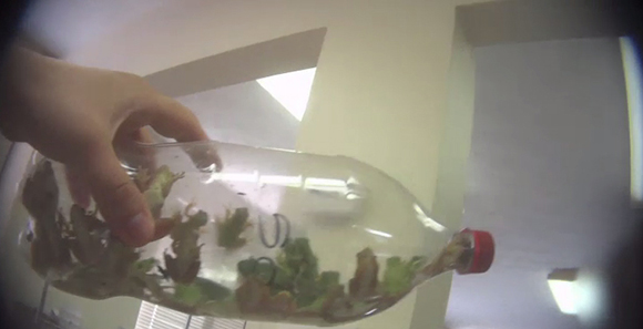 frogs in plastic bottle