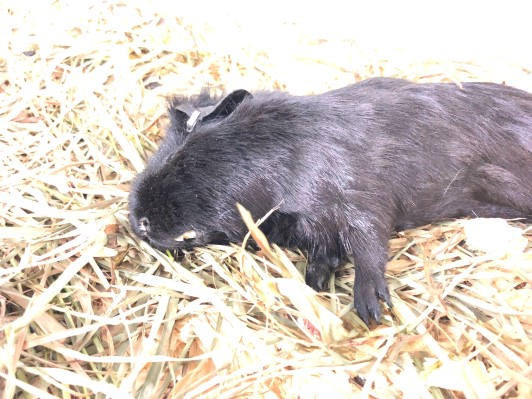 photo of guinea pig