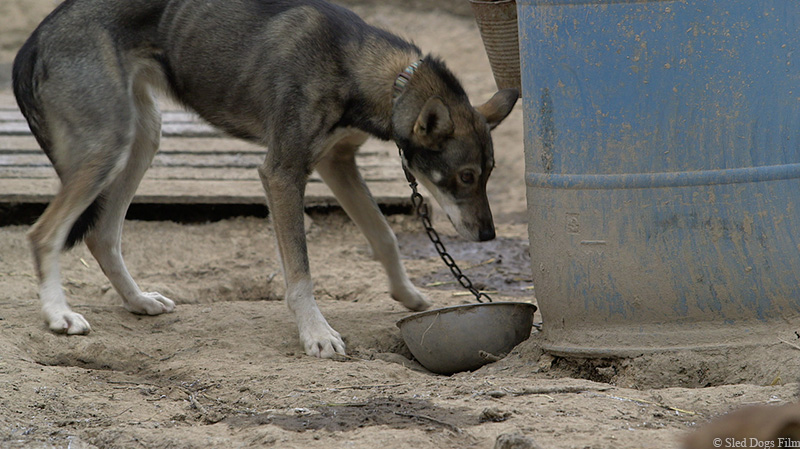 dog at kennel