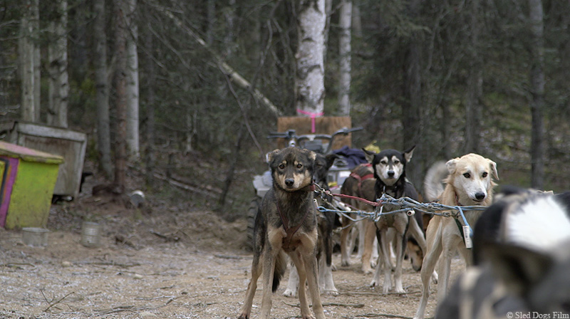 dogs chained for race