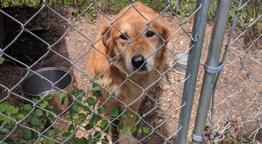 Mingo the dog in her old pen