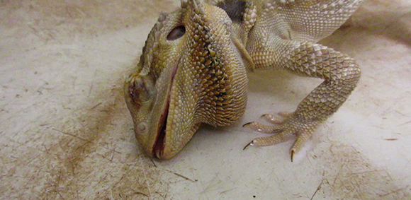 sick bearded dragon