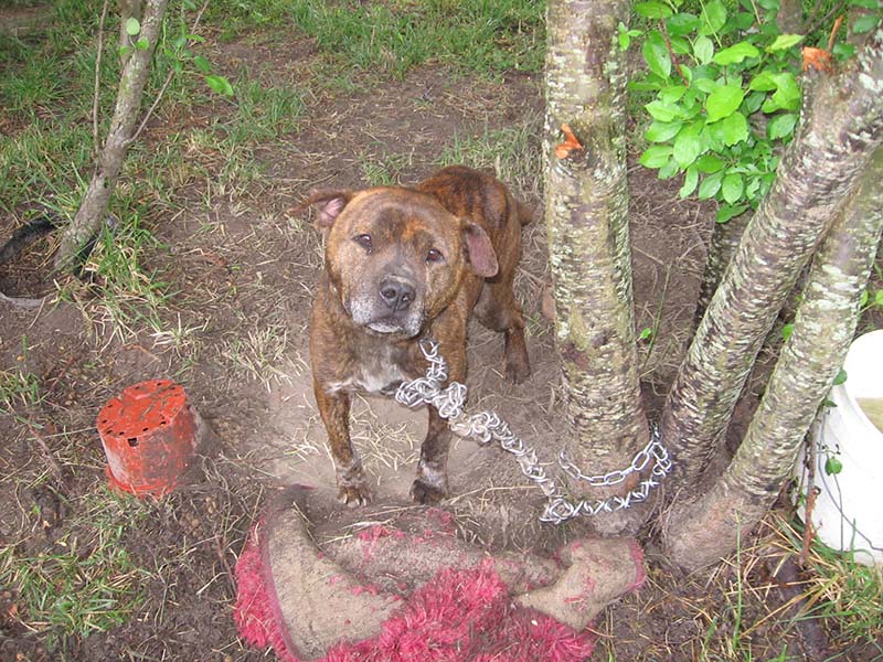 sad chained dog