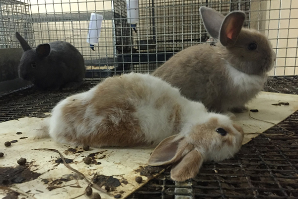 Petition · PETCO and PetSmart: Stop Overcrowding Guinea Pigs in