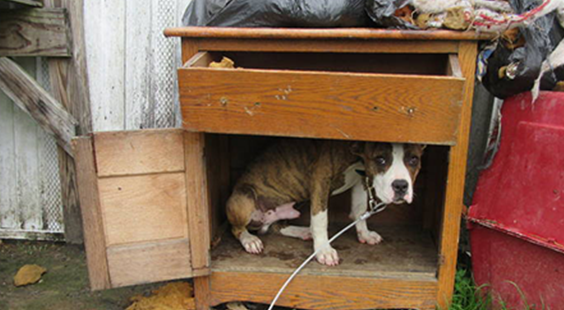 dog hiding in dresser