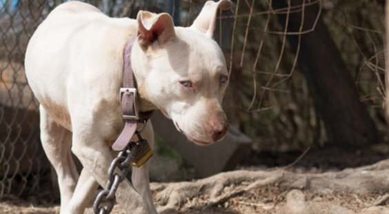 help dogs chained outside