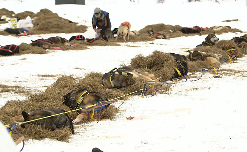 dogs forced to race