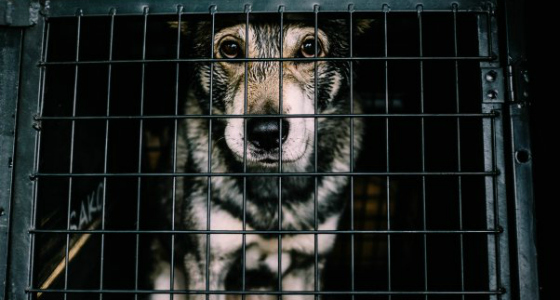 is your dog a prisoner?