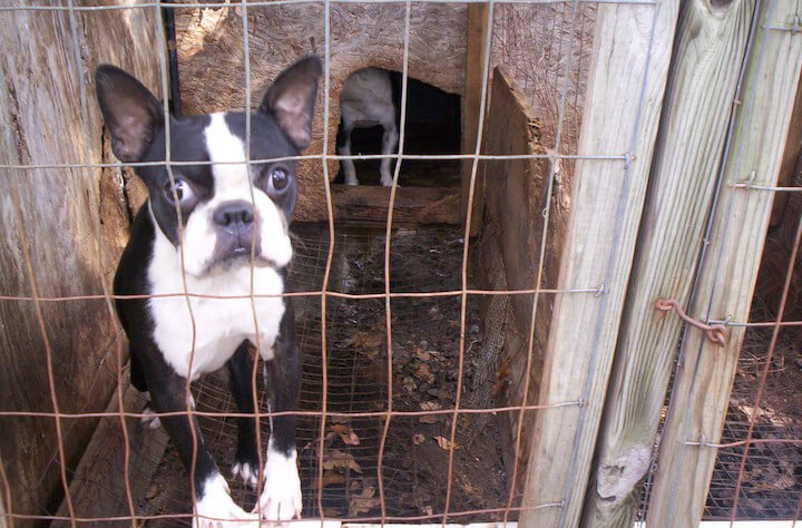 photo of dog at puppy mill