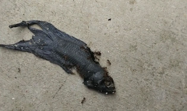 Baby Bettas For Sale Order Baby Bettas Online Petco