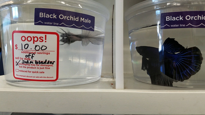 fish with discount sticker