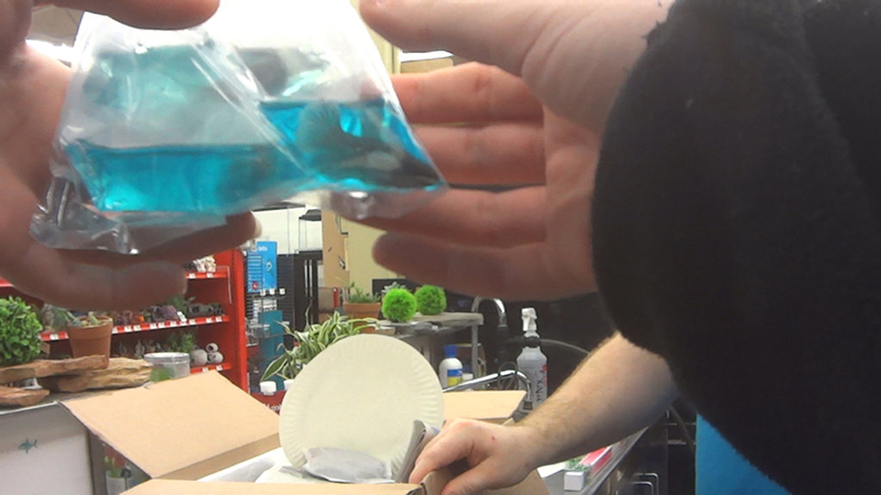 betta fish in bag with blue dye