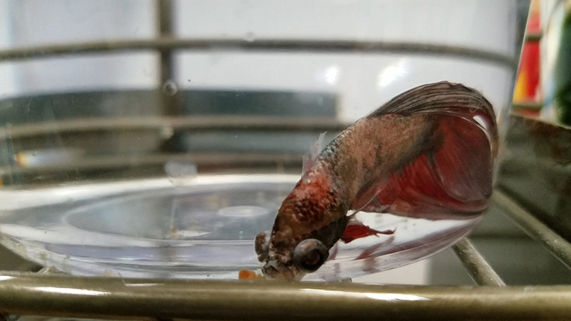 New PETA Exposé: Filth, Sickness, and Death for Betta Fish at Petco