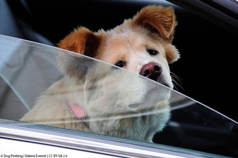 dog in car with window down