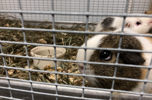 photo of guinea pigs