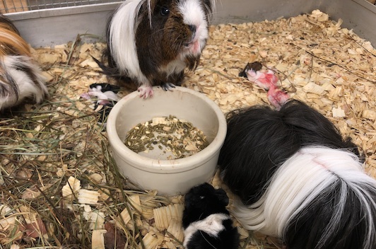 photo of guinea pigs