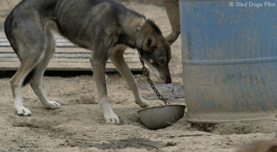 this race is deadly for dogs