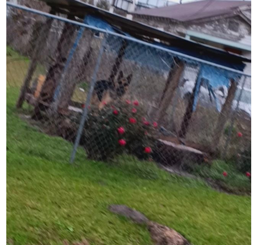 image of a dog in a pen