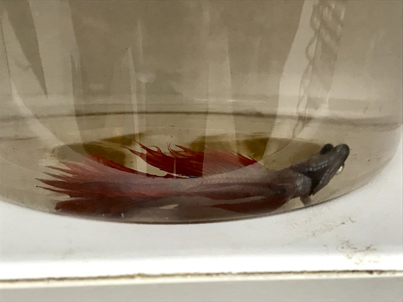 dead red and blue betta in plastic cup