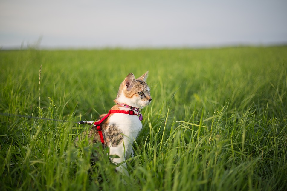 photo of cat outside on leash