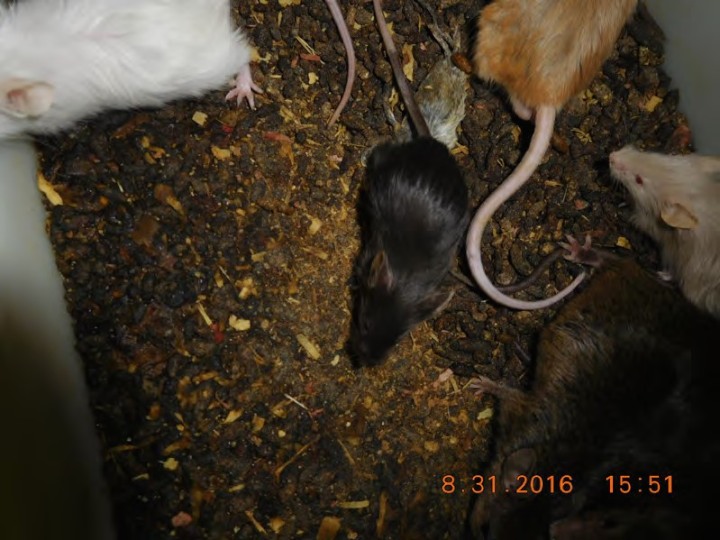 Remains of a mouse and some survivors atop feces