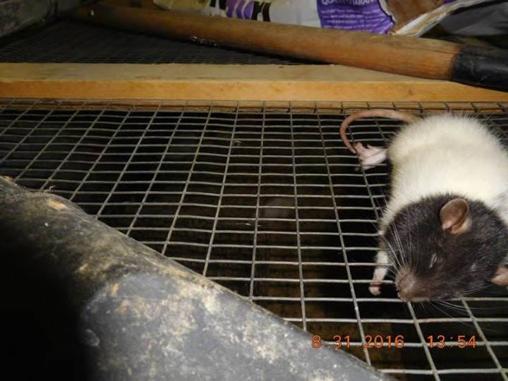A dead rat atop a cattle trough of survivors