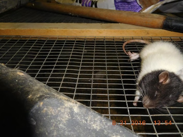 A dead rat atop a cattle trough of survivors 