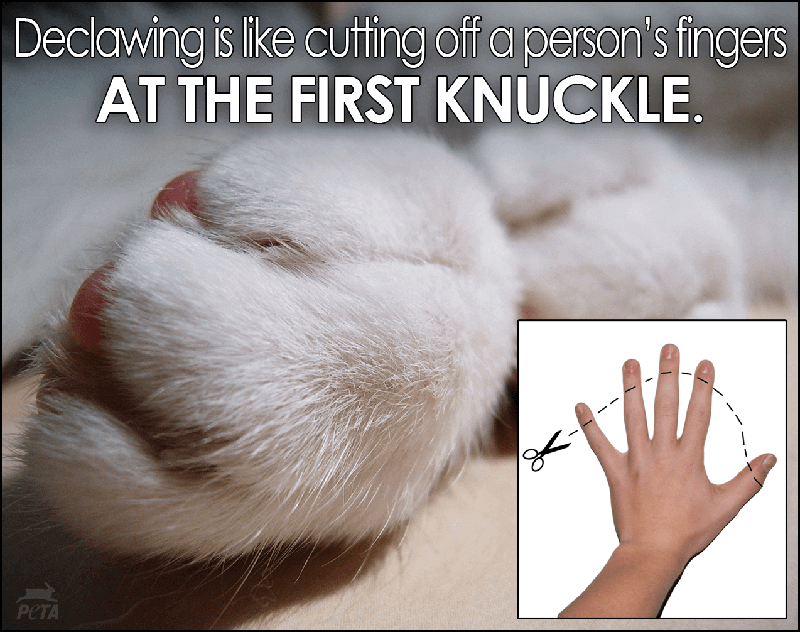 Michigan Residents Protect Cats From Invasive Declawing Peta