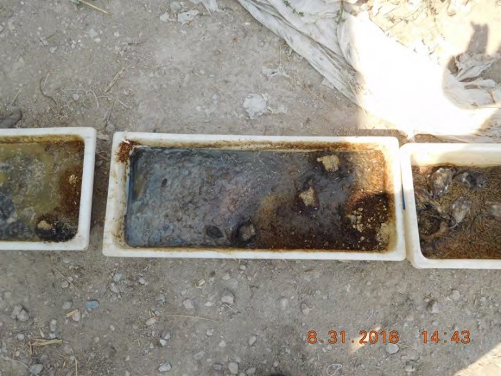 Two flooded bins of dead mice and a third bin of rotting mice