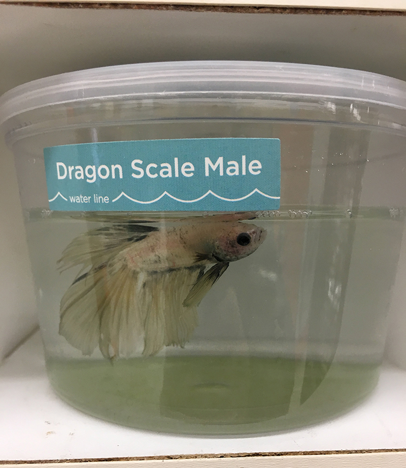 green dirty cup with Betta fish