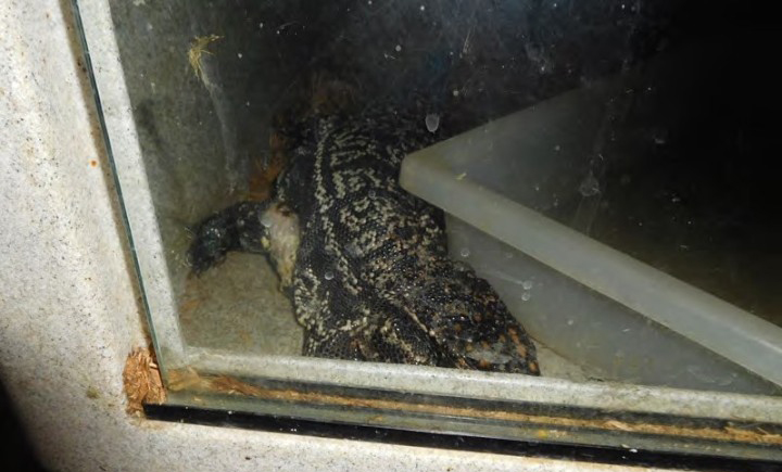 Puppy, the Kubics’ prized tegu, with a lesion on his right forearm