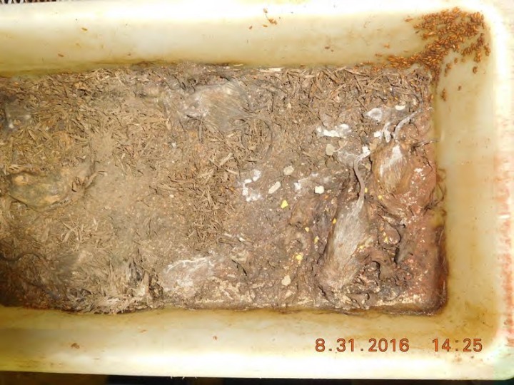 Maggots and more decaying mice in the same bin