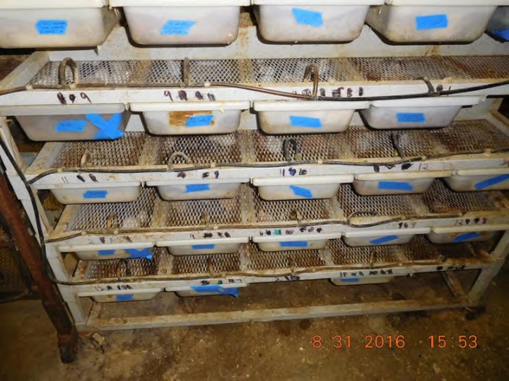 Mice in shallow, crowded bins