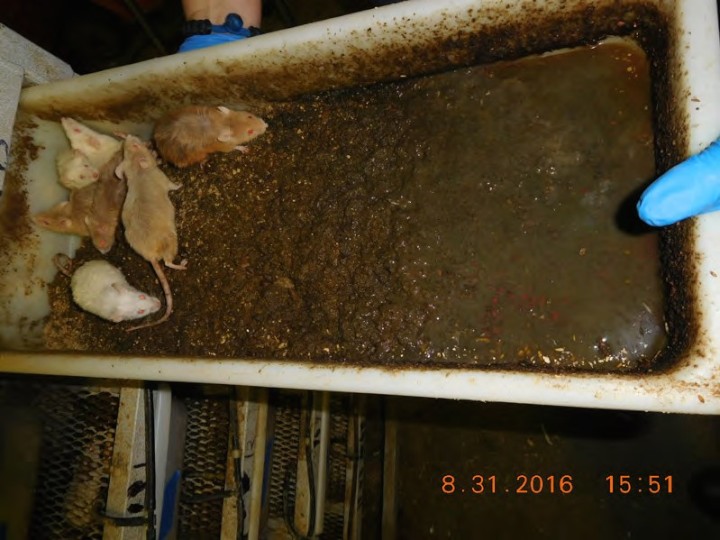 Mice in an actively-flooding bin