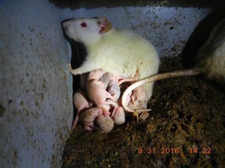 A mouse with pups in a filthy bin