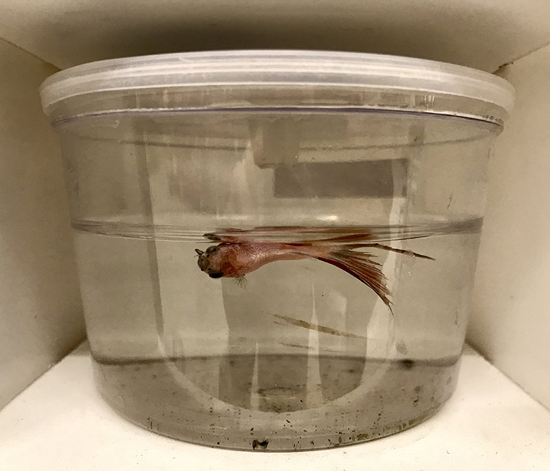 dead betta fish