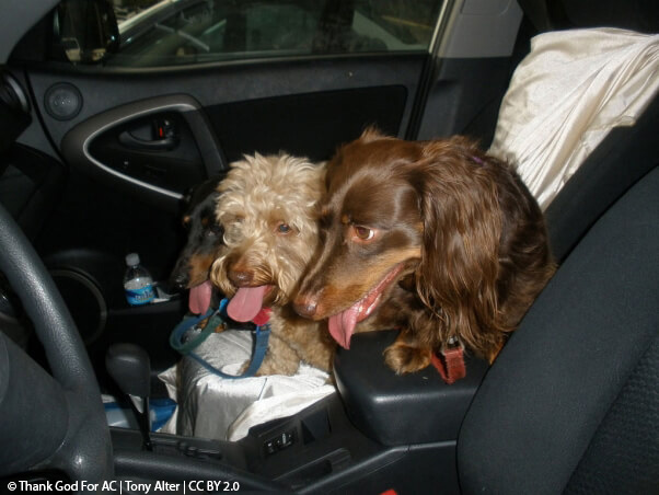 dogs in hot car