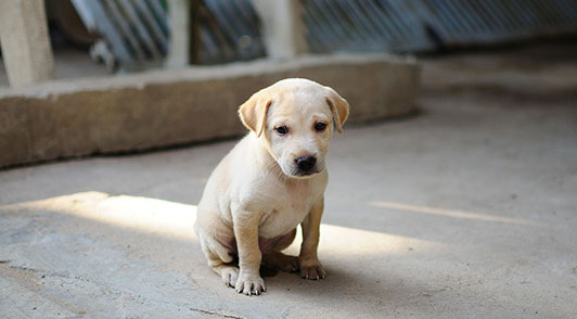 Puppy