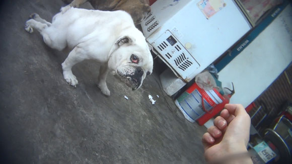 bulldog back legs not working