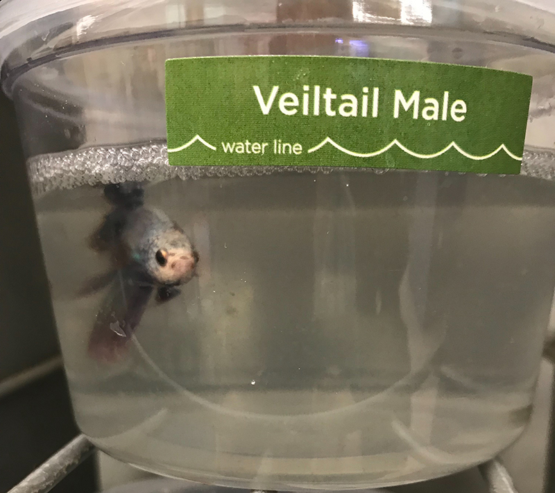 veiltail male betta fish