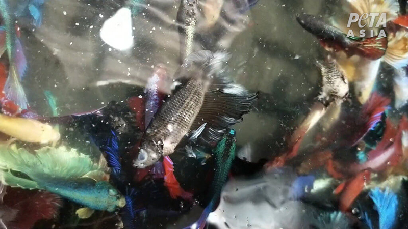 dead betta fish in bag