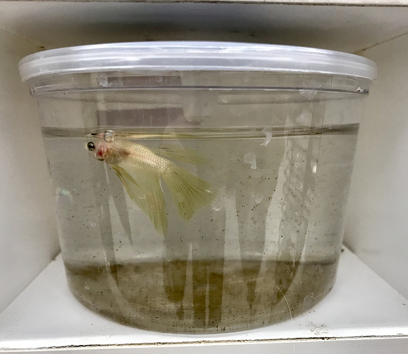 white Betta in dirty cup