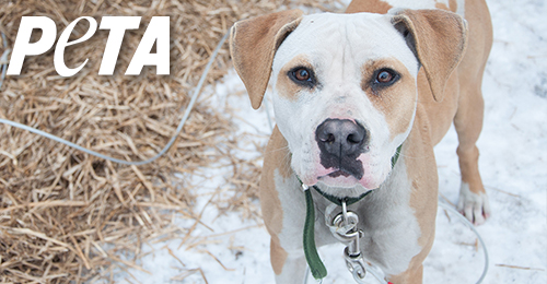 Sponsor a Doghouse Donate Now WDH PETA